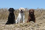 LABRADOR 001